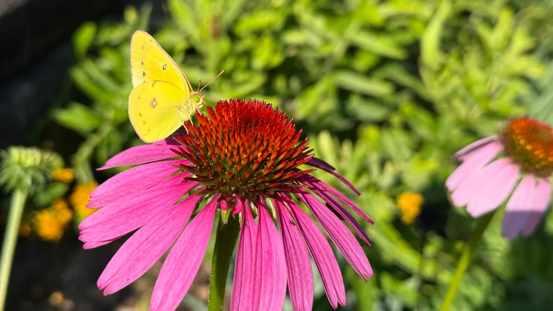 A yellow butterfly on a flower