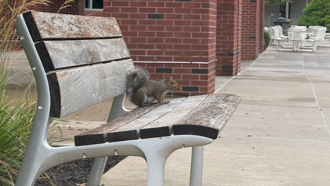 A squirrel sitting on a bench