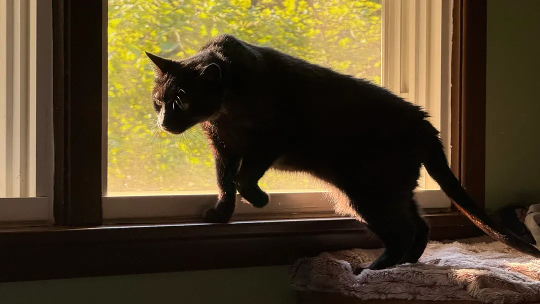 A black cat slinking near a window