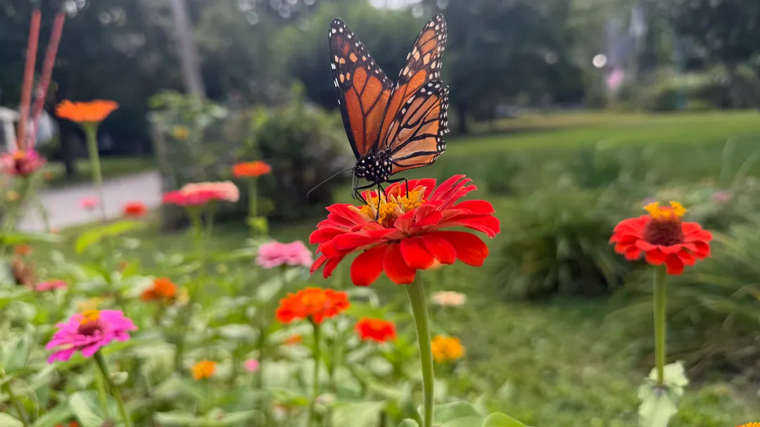 A butterfly on a red flower
