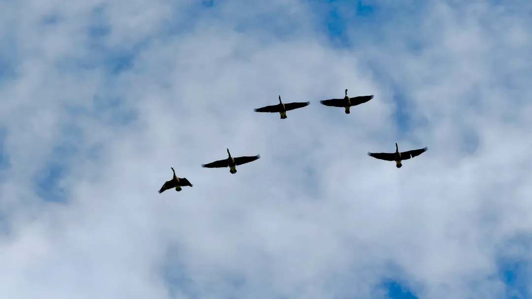 Geese flying in the air