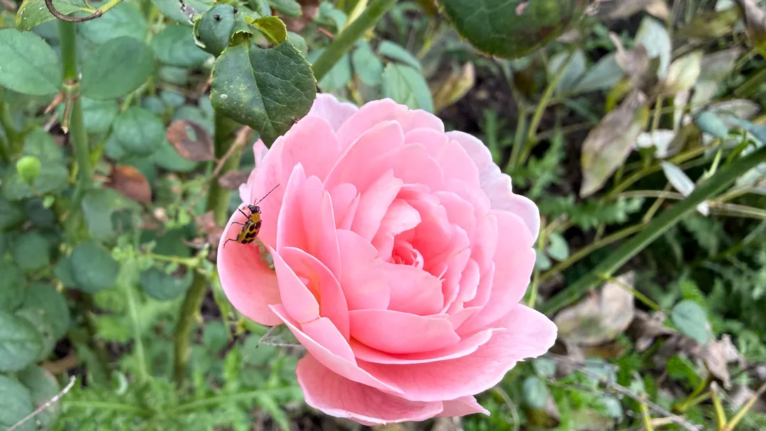 A pink rose
