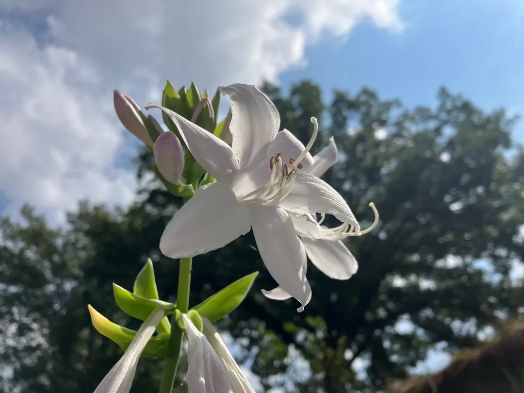White flowers with a blue sky in the background