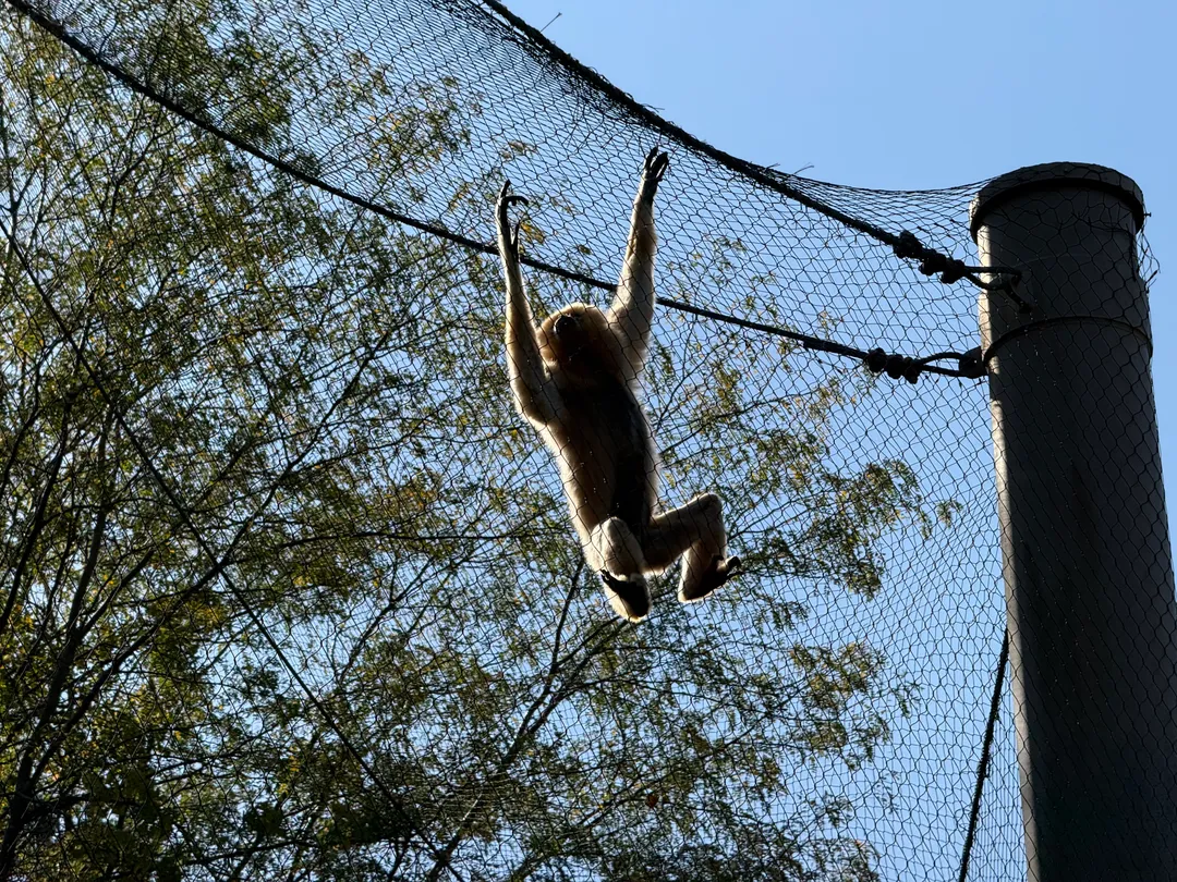 A monkey climbing in a habitat