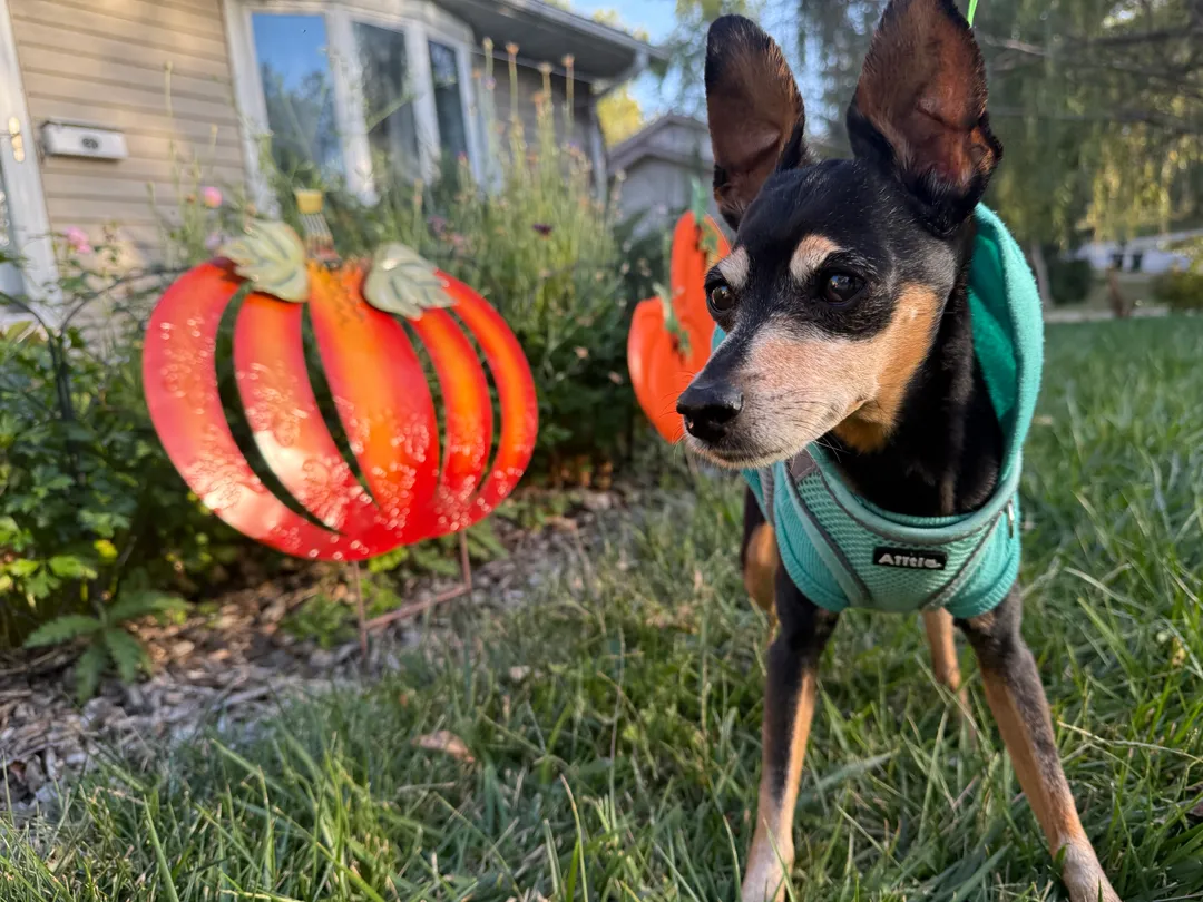 A minpin in front of some pumplin standees