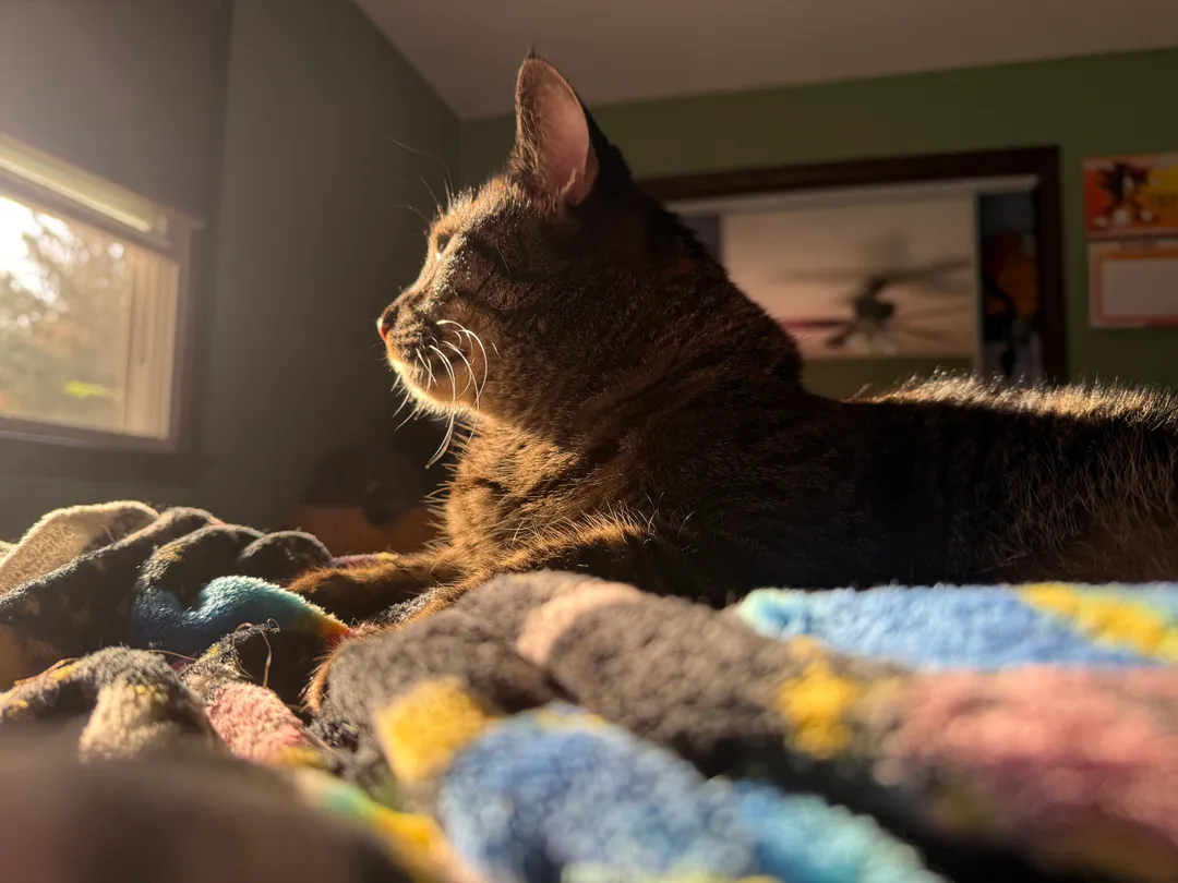 A cat on a bed in a sunbeam