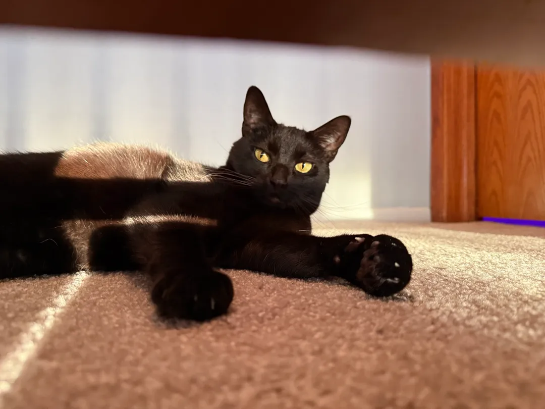 A black cat in a sunbeam