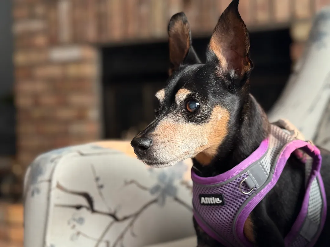 A minpin in a purple harness