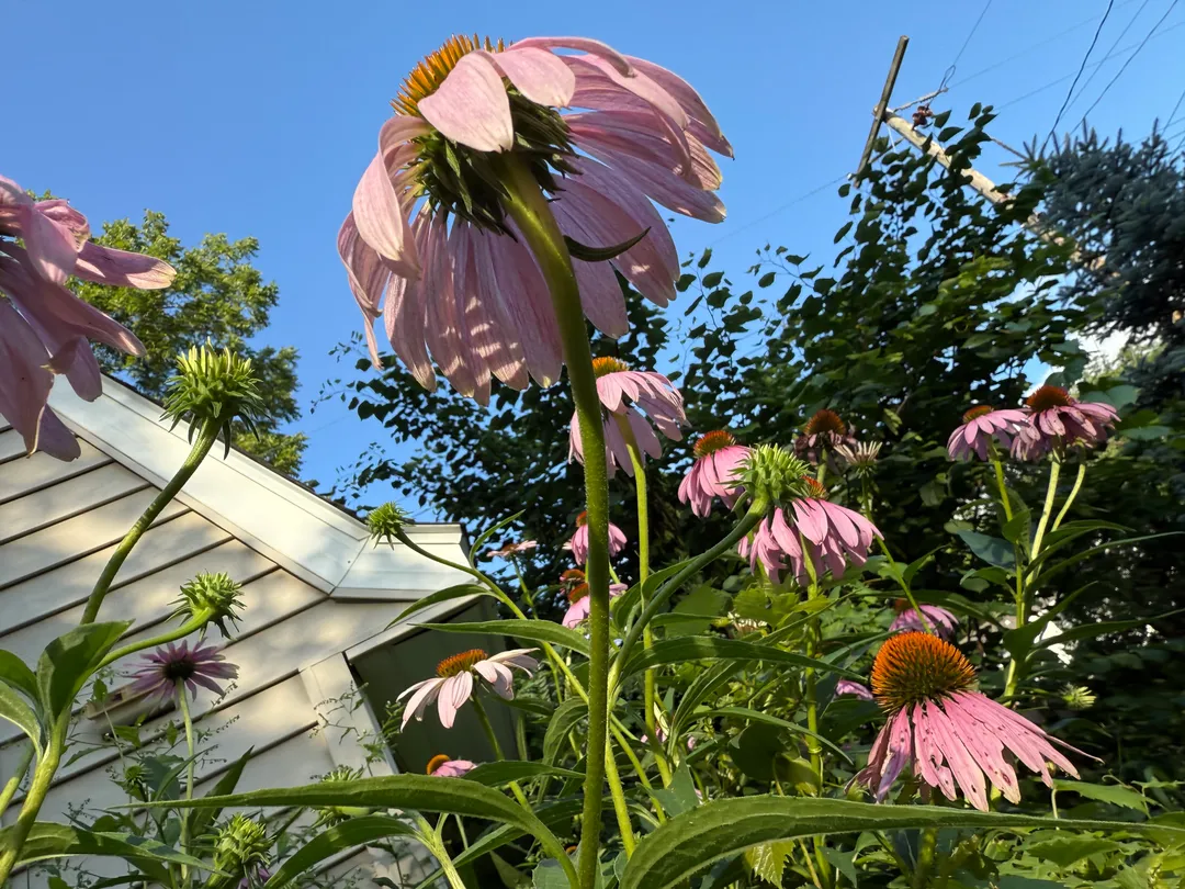 Pink flowers in front of a blue sky