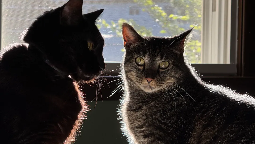 Two cats with reflecting sunlight on their fur in front of a mirror