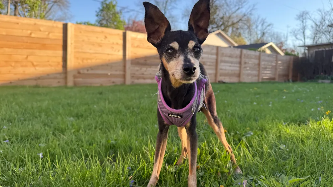 A minpin in front of a wooden fence